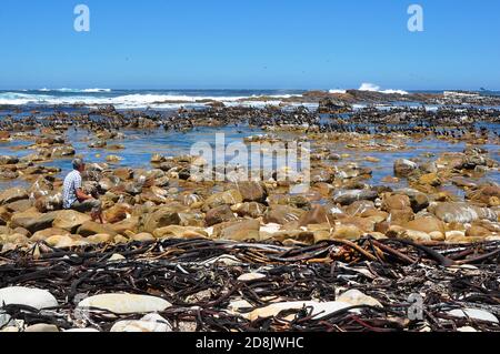 Kap der Guten Hoffnung Kolonie von Kormoranen und trockenem Seetang am Strand, Kap der Guten Hoffnung, Südafrika Stockfoto