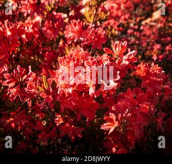Rote Rhododendronpflanzen blühen. Azalea Sträucher im Park. Rhododendron Blumenmuster. Stockfoto