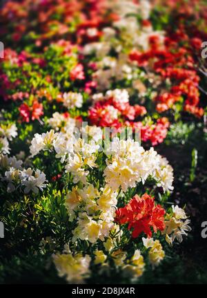 Rhododendron-Pflanzen blühen mit Blüten in verschiedenen Farben. Azaleen Sträucher im Park mit verschiedenen Blütenfarben. Rhododendron Blumenmuster. Stockfoto