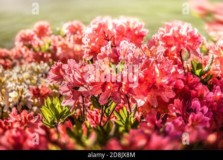 Rhododendron-Pflanzen blühen mit Blüten in verschiedenen Farben. Azaleen Sträucher im Park mit verschiedenen Blütenfarben. Rhododendron Pflanzen in Blüte. R Stockfoto