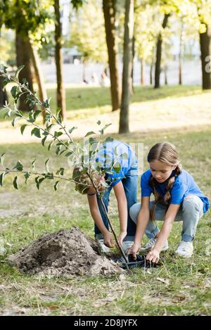 Mutter und Tochter Pflanzen jungen Baum im Wald, Ökologie Konzept Stockfoto