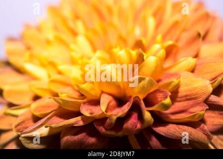 Nahaufnahme eines orangefarbenen Chrysanthemums Stockfoto