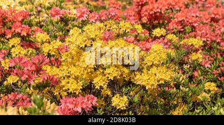 Schöne Outdoor floralen Hintergrund mit gelben und rosa Rhododendren. Busch von zarten gelben und rosa Blüten von Azaleen oder Rhododendron Pflanze in einem Stockfoto