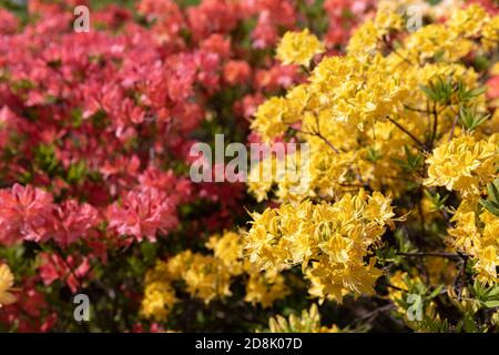 Schöne Outdoor floralen Hintergrund mit gelben und rosa Rhododendren. Busch von zarten gelben und rosa Blüten von Azaleen oder Rhododendron Pflanze in einem Stockfoto