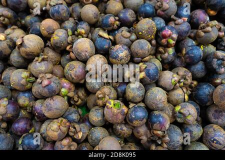 Mangostan-Früchte füllen den Rahmen aus nächster Nähe. Stockfoto