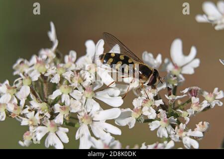 Hoverfly oder Flower Fly, Eupeopedes luniger, weibliche bestäubende weiße Hogweed-Blüten, Heracleum sphondylium, Nahaufnahme von oben Stockfoto