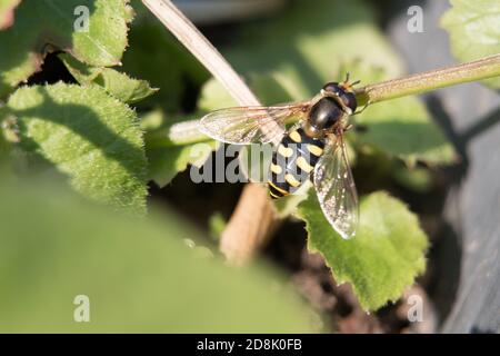 Blumenfliege oder Hoverfly, Eupeodes luniger, Weibchen ruht auf grünem Laub Nahaufnahme von oben, Flügel auf grünem Blatthintergrund ausgebreitet Stockfoto