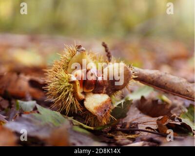 Edelkastanie (Castanea sativa) Früchte in ihren Samenkapseln auf dem Waldboden Stockfoto