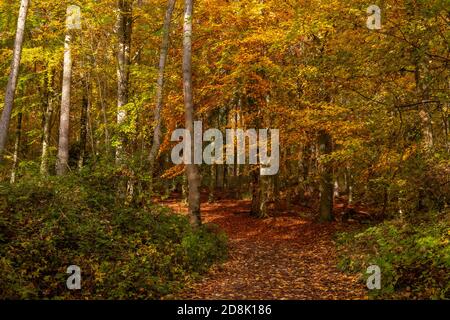 Bäume im Herbst, Loggerheads Country Park, Nordwales Stockfoto