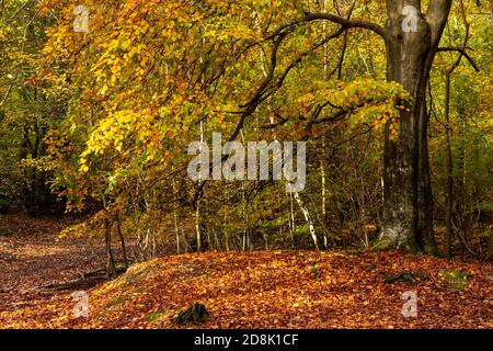Bäume im Herbst, Loggerheads Country Park, Nordwales Stockfoto