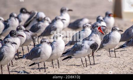 Eine juvenile Lachmöwe (Leucophaeus atricilla) in einer Möwenschar ruft hervor und zeigt ihr rotes Maul an einem Strand in Florida., USA. Stockfoto