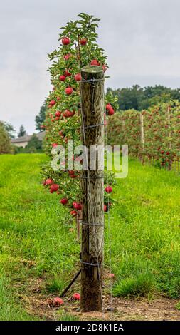 Espaliered Rote Apfelbäume wachsen in einem Obstgarten auf Old Mission Peninsula in der Nähe von Traverse City, Michigan. Stockfoto