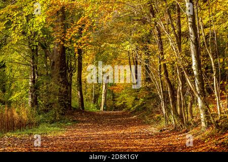 Bäume im Herbst, Loggerheads Country Park, Nordwales Stockfoto