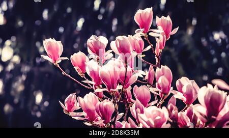 Natürliches Hintergrundkonzept. Rosa Magnolie Zweig. Magnolienbaumblüte. Blüte Magnolie Zweig vor Natur Hintergrund. Magnolia blüht im Frühling Stockfoto