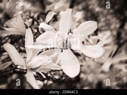 Magnolia kobus. Blühender Baum mit weißen Blüten. Sepia-Tonung Stockfoto