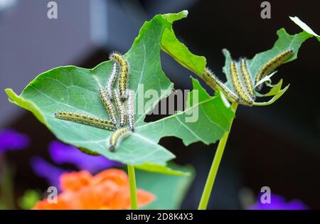 Eine Gruppe von Weißkohl Schmetterling Raupen auf einem teilweise Verzehrte Kapuzinerkresse Blume Stockfoto