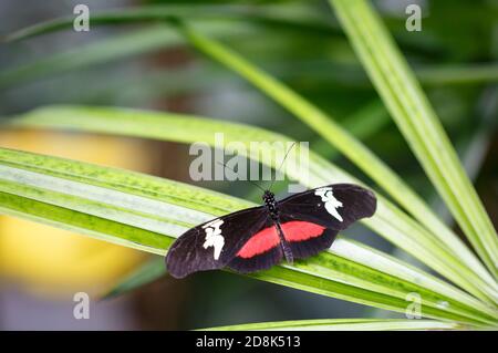 Schöne rote & schwarze Schmetterling ruht mit Flügeln ausgestreckt Stockfoto
