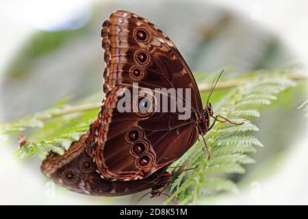 Große Eule Schmetterling mit gutem Detail der Augen auf Der Flügel Stockfoto