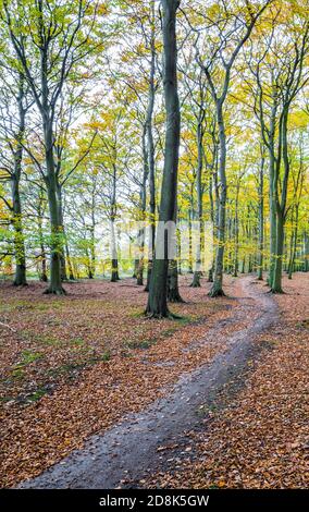 Typischer Wald im Sherwood Forest. Stockfoto