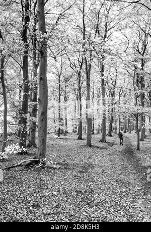 Person zu Fuß auf einem Reitweg durch einen typischen Wald in Sherwood Forest Laubbäume. Stockfoto