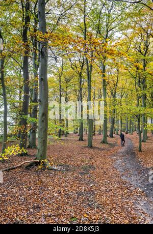 Person zu Fuß auf einem Reitweg durch einen typischen Wald in Sherwood Forest Laubbäume. Stockfoto