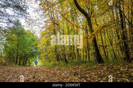 Person zu Fuß auf einem Reitweg durch einen typischen Wald in Sherwood Forest Laubbäume. Stockfoto
