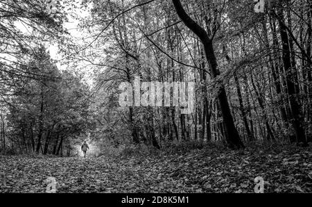Person zu Fuß auf einem Reitweg durch einen typischen Wald in Sherwood Forest Laubbäume. Stockfoto