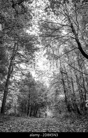 Person zu Fuß auf einem Reitweg durch einen typischen Wald in Sherwood Forest Laubbäume. Stockfoto