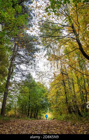 Person zu Fuß auf einem Reitweg durch einen typischen Wald in Sherwood Forest Laubbäume. Stockfoto