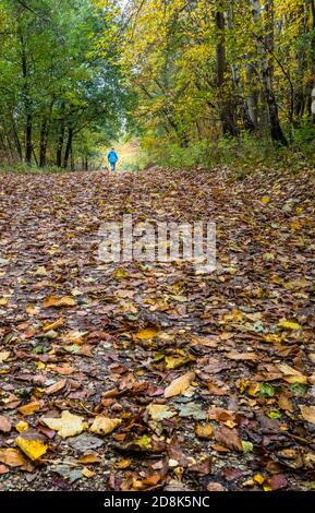 Person zu Fuß auf einem Reitweg durch einen typischen Wald in Sherwood Forest Laubbäume. Stockfoto