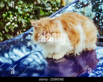 Rot weiße Katze sitzt auf der Kapuze eines blauen Auto Stockfoto