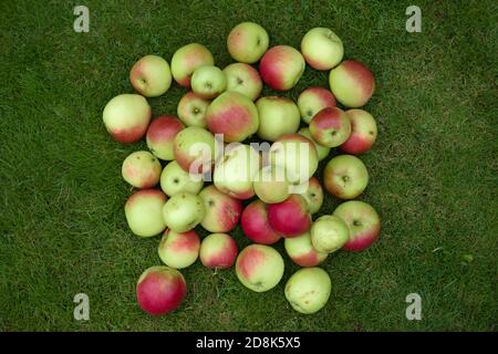 Große Stapel von leuchtend roten und grünen Gartenäpfeln auf einem schlichten dunkelgrünen Grashintergrund. Kopieren Sie Platz um die Äpfel in natürlichem Zustand. Stockfoto