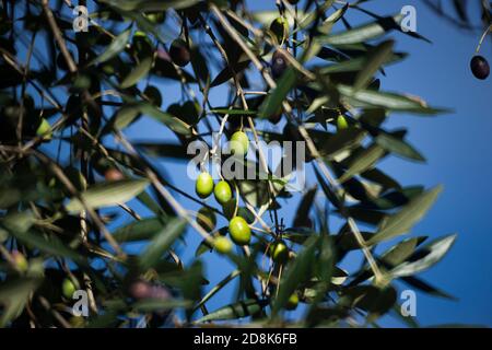 Olivenzweige voller grüner und schwarzer Oliven auf blauem Himmel Hintergrund. Stockfoto