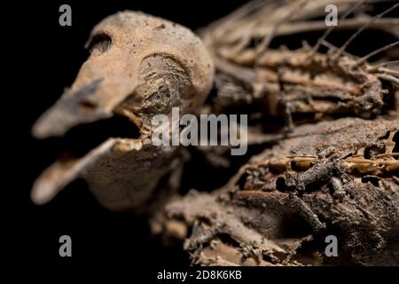 Mumie Vogel Skelett Nahaufnahme Tod und Verfall. In der Zeit erstarrt starb hilfloser Vogel in Einsamkeit. Stockfoto