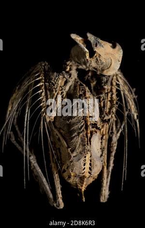 Anatomie des Vogelskeletts Nahaufnahme getrockneter Reste des Vogels, der durch Hitze mumifiziert wurde. Porträt des Todes. Stockfoto