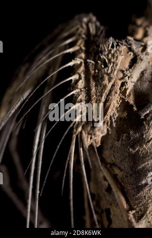 Flügel Knochen Skelett Nahaufnahme Vogelflügel. Struktur und Anatomie des Totvogels Makroansicht. Stockfoto