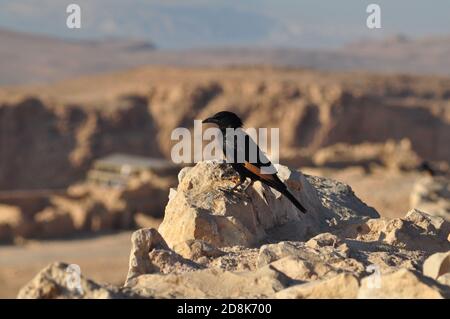 Totes Meer - Israel/Palästina - Vogel - Masada Stockfoto