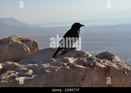 Totes Meer - Israel/Palästina - Vogel - Masada Stockfoto