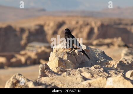 Totes Meer - Israel/Palästina - Vogel - Masada Stockfoto