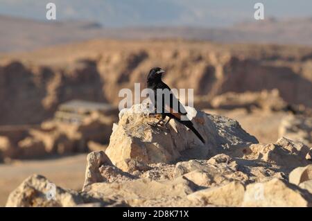 Totes Meer - Israel/Palästina - Vogel - Masada Stockfoto