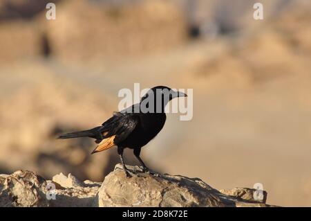 Totes Meer - Israel/Palästina - Vogel - Masada Stockfoto