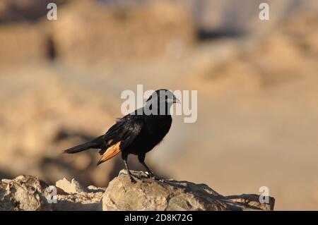 Totes Meer - Israel/Palästina - Vogel - Masada Stockfoto