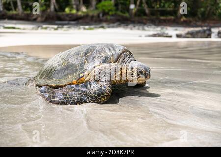 Die Grüne Meeresschildkröte am Strand mit den tropischen ozean im Hintergrund Stockfoto