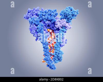 Molekulares Modell der Enzym RNA-abhängigen RNA (Ribonukleinsäure) Polymerase (RdRp) aus dem SARS-CoV-2-Coronavirus. Das Virus entstand im Dezember 2019 in Wuhan, China, und verursacht eine leichte Atemwegserkrankung (covid-19), die sich zu einer Lungenentzündung entwickeln und in einigen Fällen tödlich sein kann. RdRp katalysiert die Stockfoto