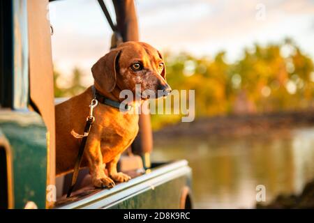 Ein Portrait Hund Rasse Dackel, Gerben gegen die untergehende Sonne am Strand im Sommer Stockfoto