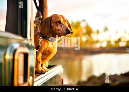 Ein Portrait Hund Rasse Dackel, Gerben gegen die untergehende Sonne am Strand im Sommer Stockfoto