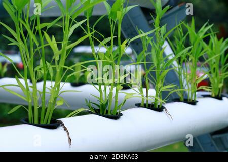 Wasser Spinat Pflanzen auf einem hydroponischen System. Stockfoto