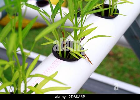 Wasser Spinat Pflanzen auf einem hydroponischen System. Stockfoto