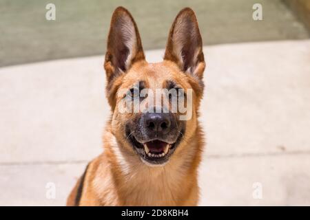 Deutscher Schäferhund wartet auf den Ball in einem Tierhaus. Stockfoto