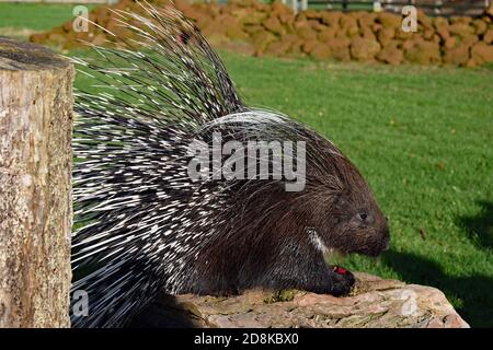 Ein Haubenschwein (Hystrix cristata) auf einem Holzstämmchen sitzend, das Obst in Afrika isst, lebender Wildpark in Kessingland, Suffolk, Großbritannien Stockfoto